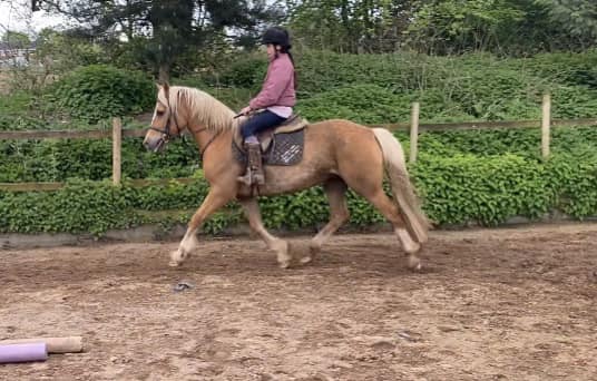 KIARA Approx 15hh 13yr old  Palomino  Welsh mare